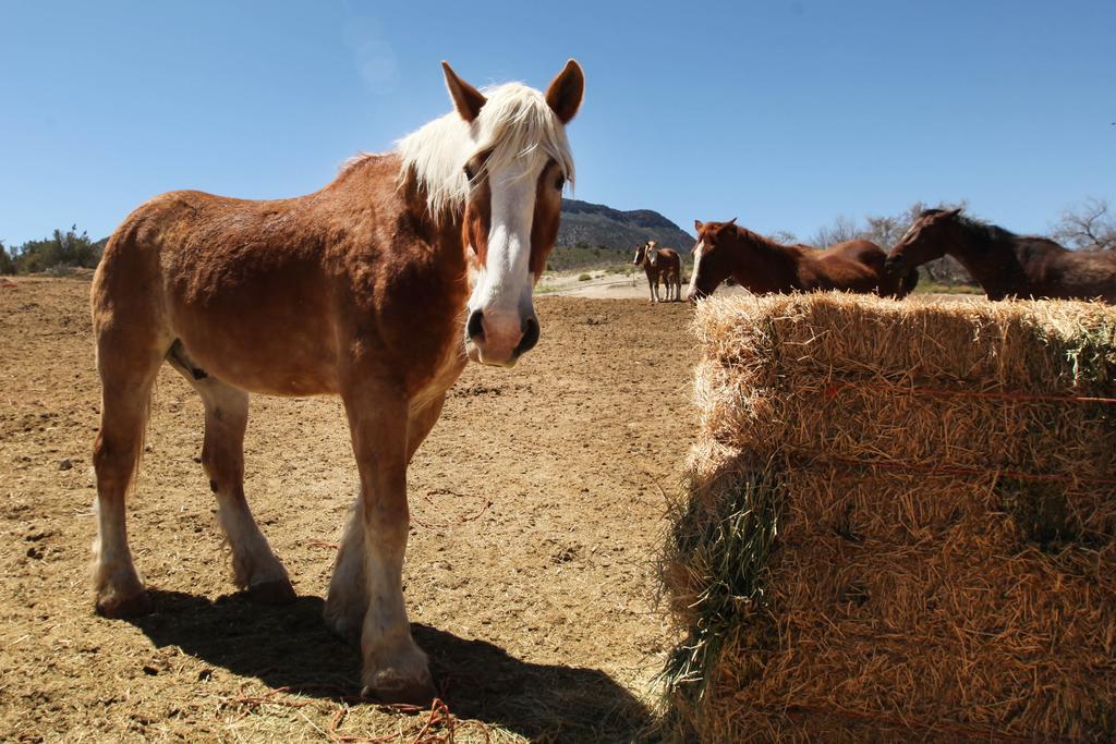Grand Canyon Western Ranch Agroturismo Meadview